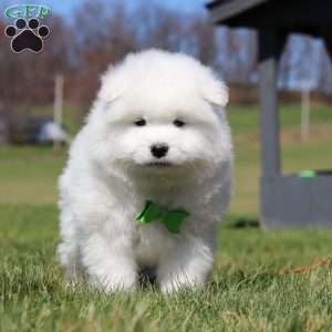 Leo, Samoyed Puppy